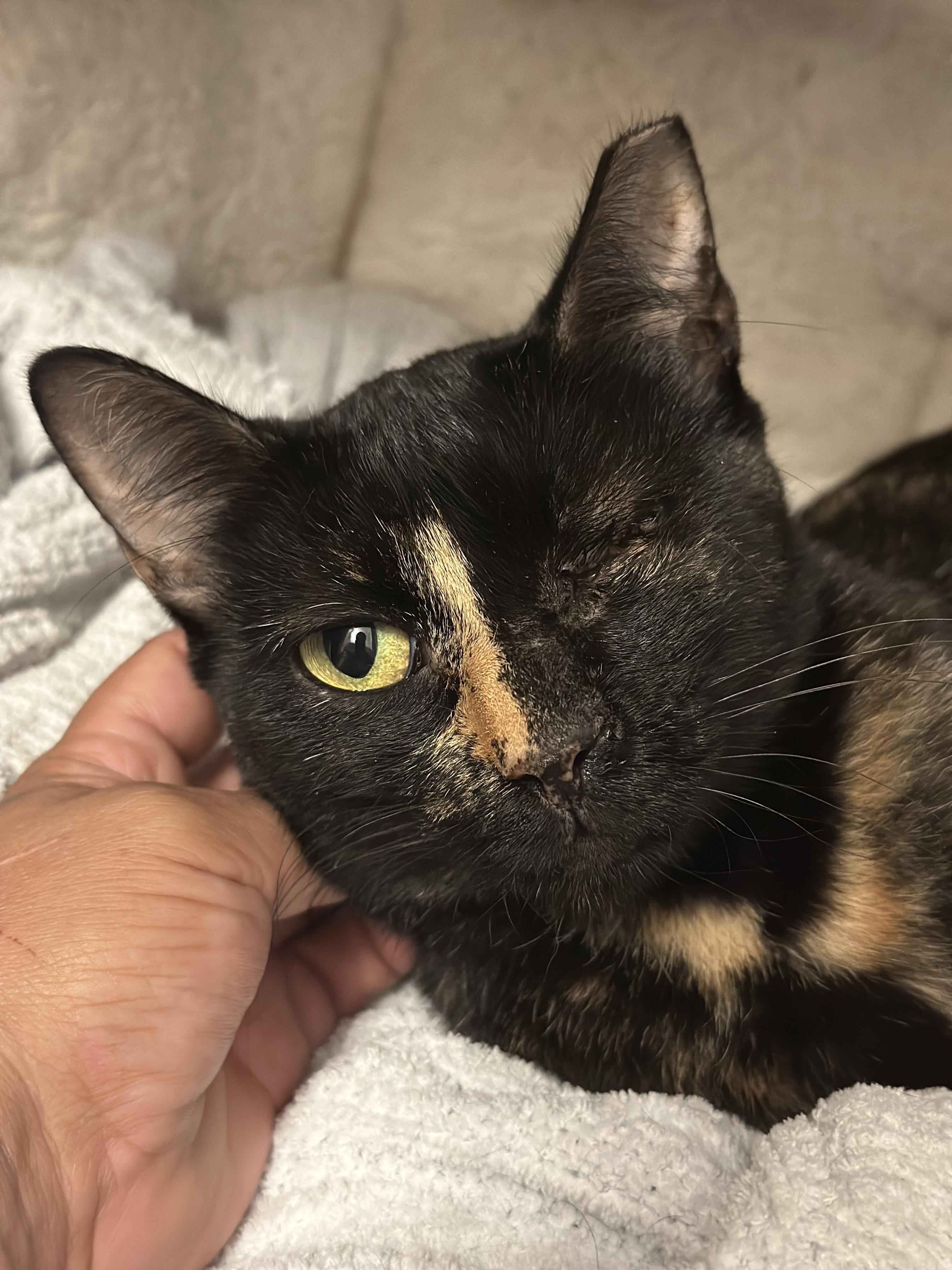 Enlarge Wink, a Adoptable Domestic Short Hair in Mansfield, TX image 1/5