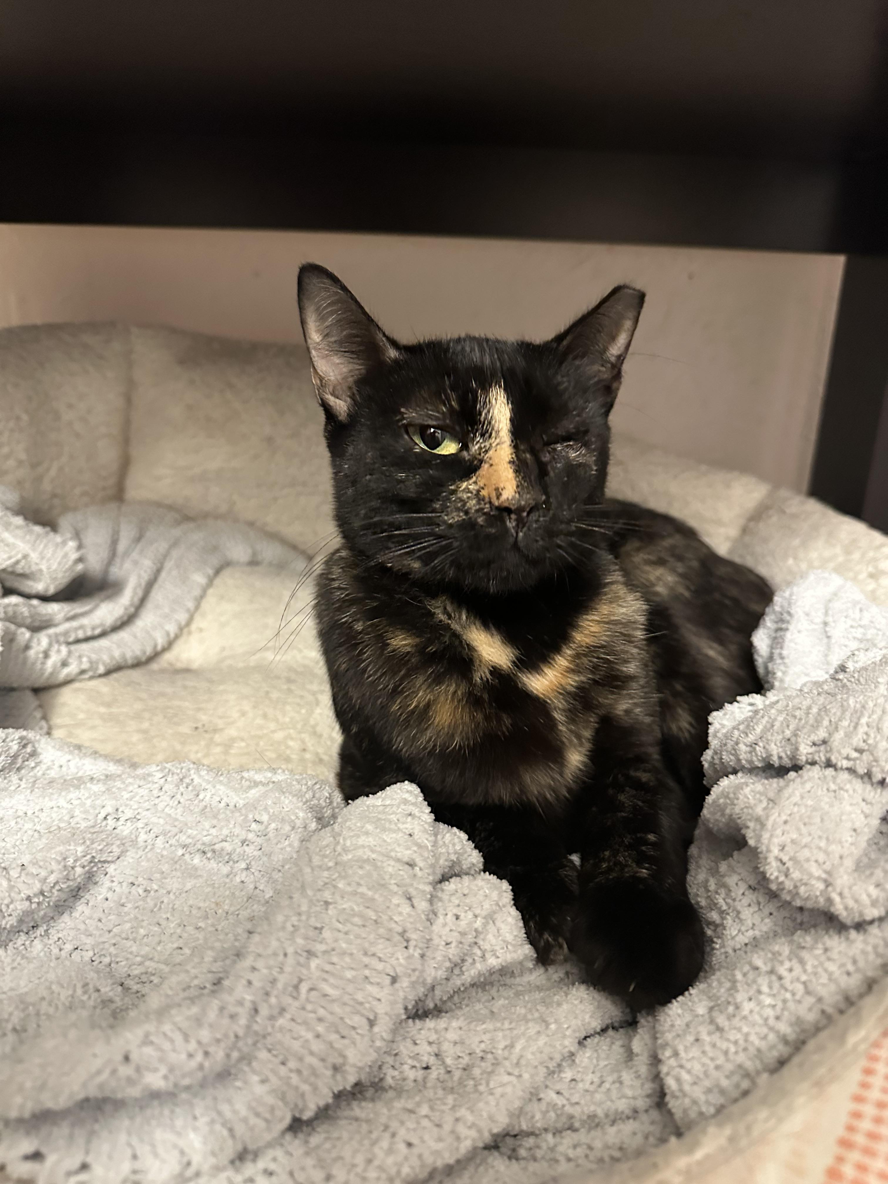 Enlarge Wink, a Adoptable Domestic Short Hair in Mansfield, TX image 2/5