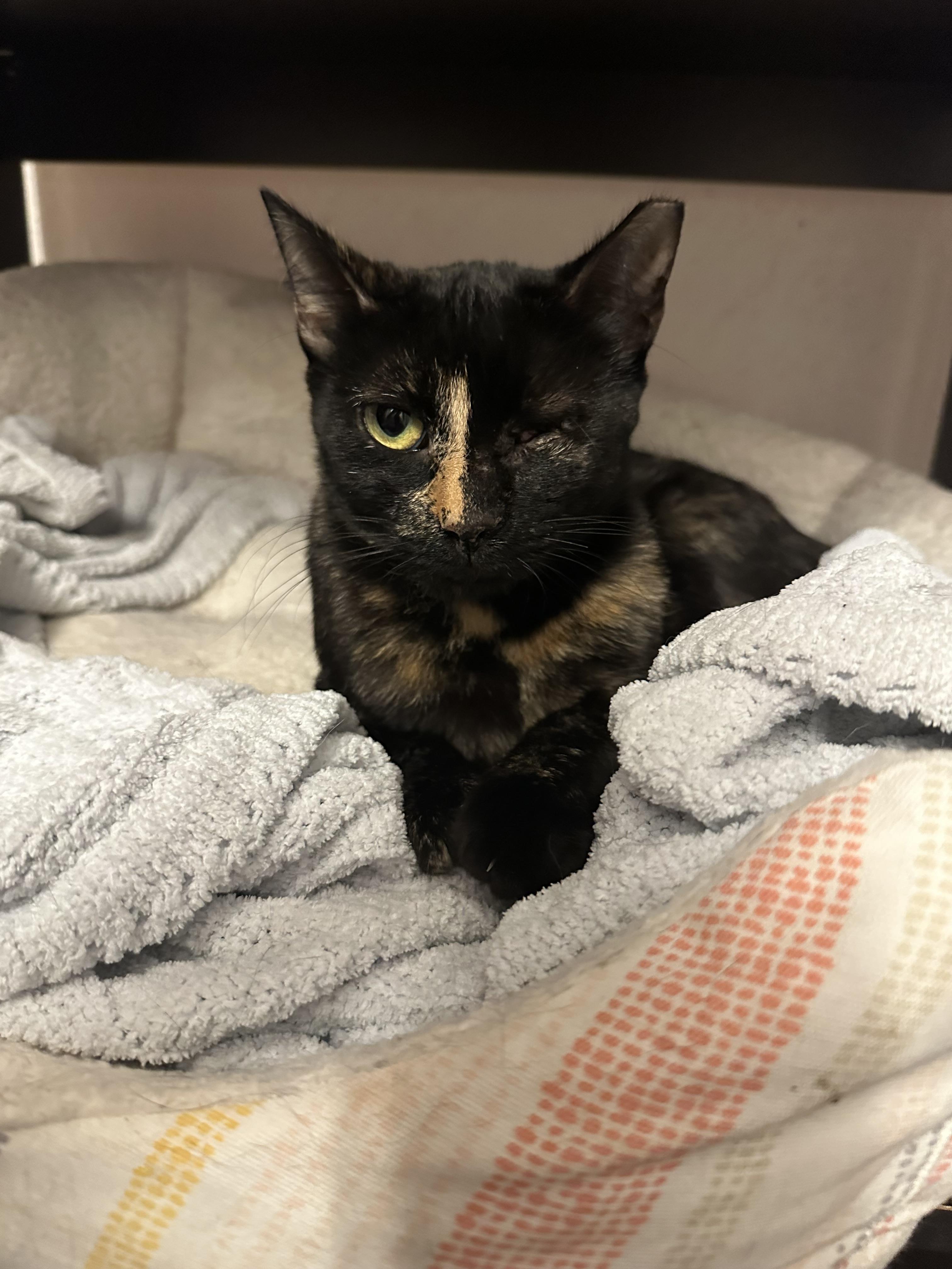 Enlarge Wink, a Adoptable Domestic Short Hair in Mansfield, TX image 3/5