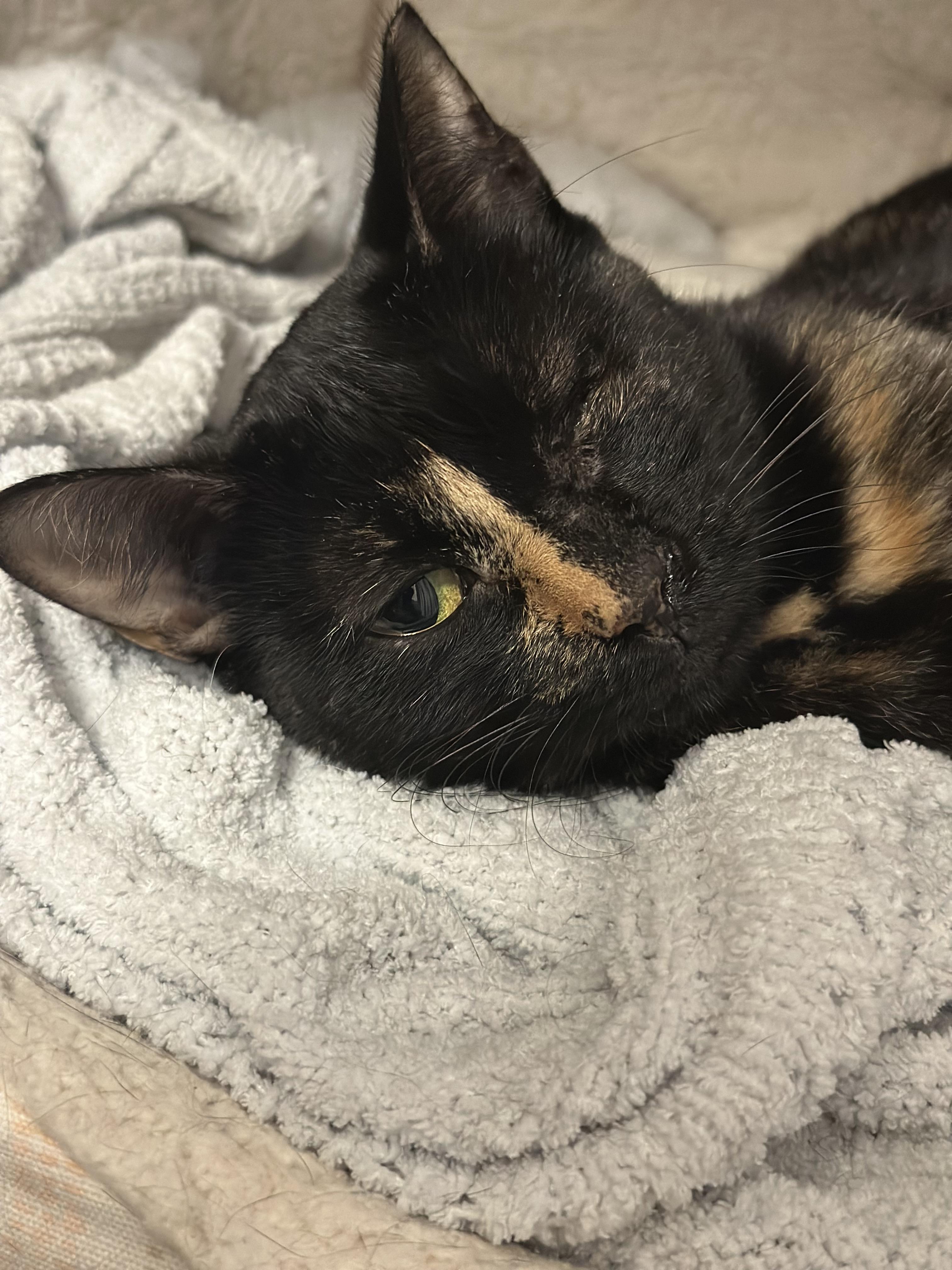 Enlarge Wink, a Adoptable Domestic Short Hair in Mansfield, TX image 4/5