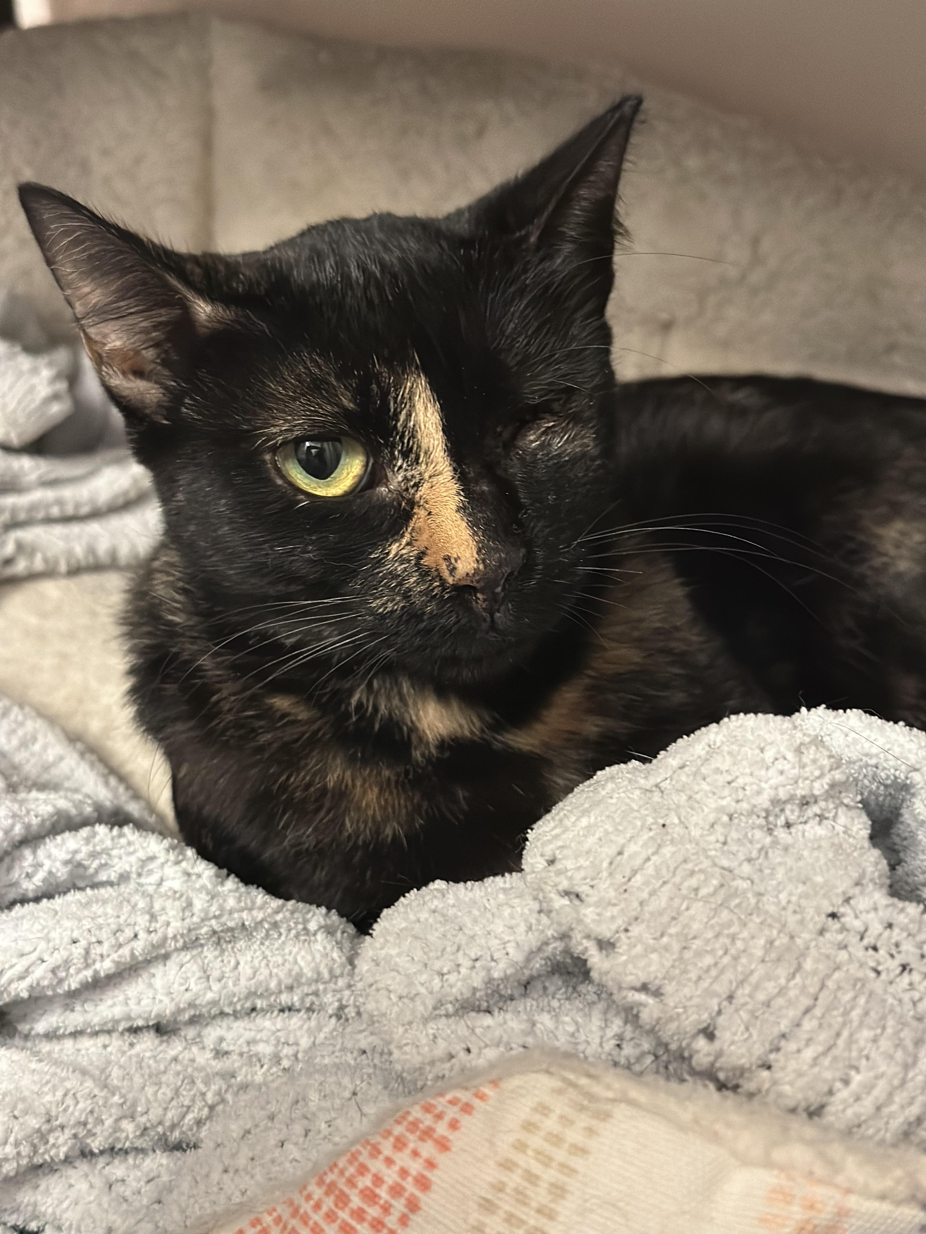 Enlarge Wink, a Adoptable Domestic Short Hair in Mansfield, TX image 5/5