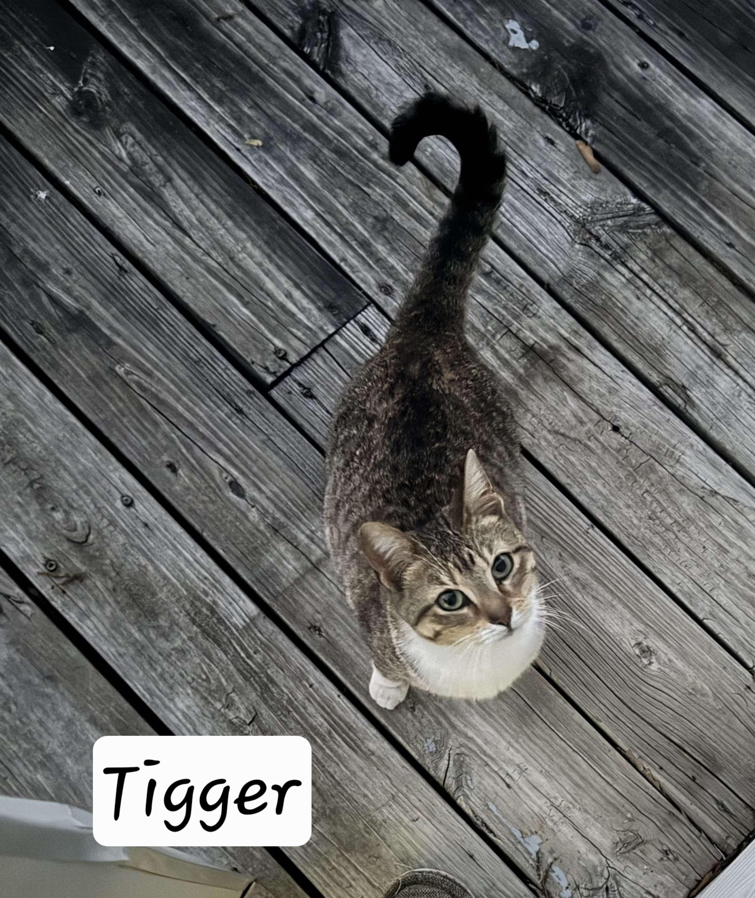 Tigger, Adult Female unknown