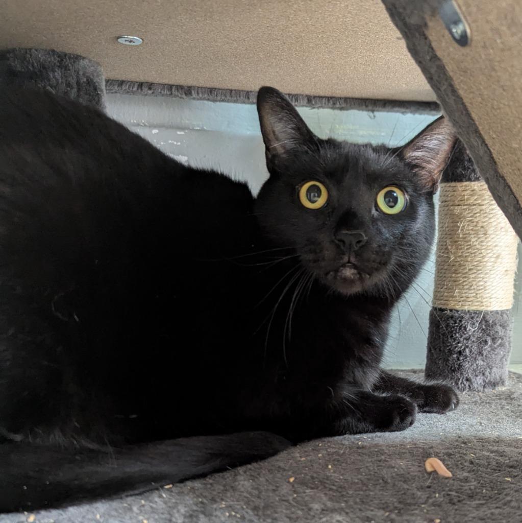 Peter, Adoptable, Adult Male Domestic Short Hair.