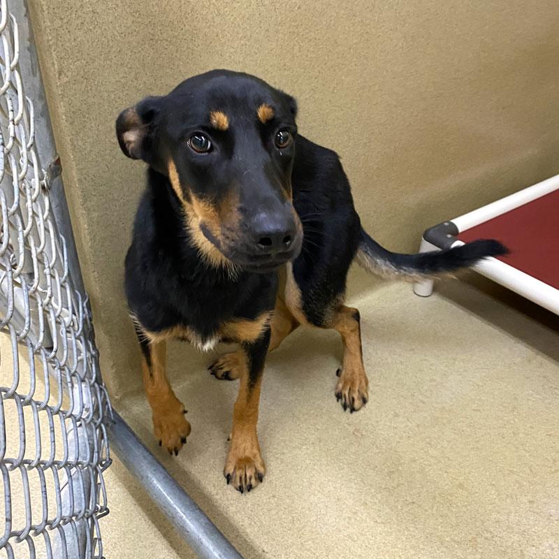 Enlarge Peyton, a ADOPTABLE mixed breed in Monroe, GA image 1/1