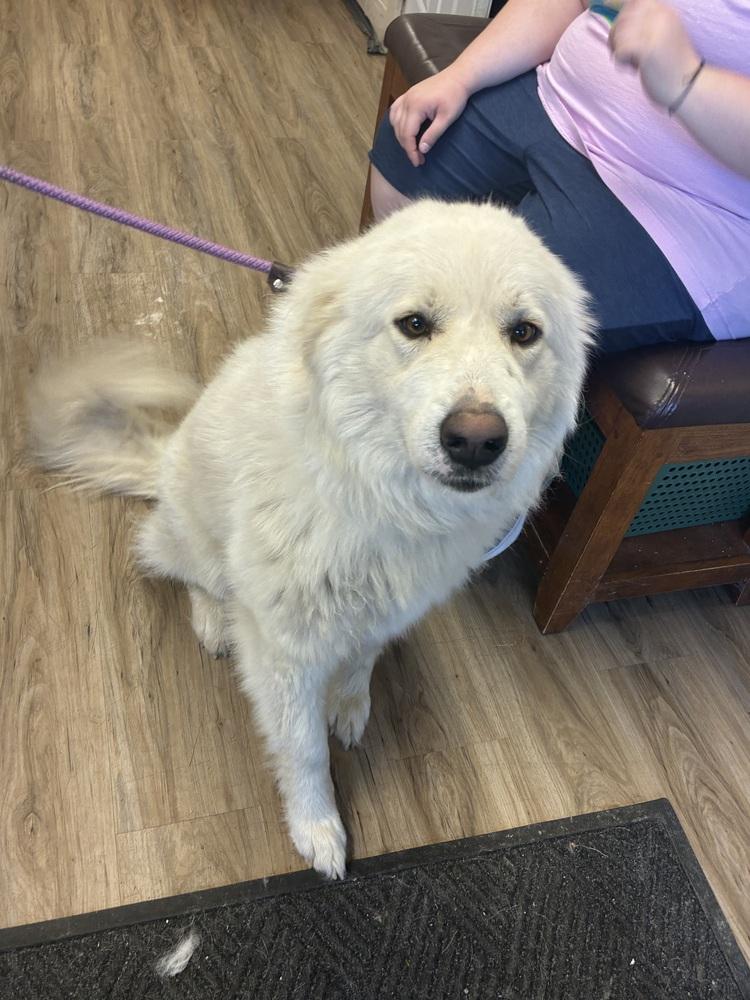 Demi, Adopted, Adult Female Great Pyrenees.