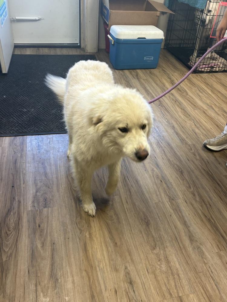 Demi, a Adopted mixed breed in Fremont, NE image 2/3