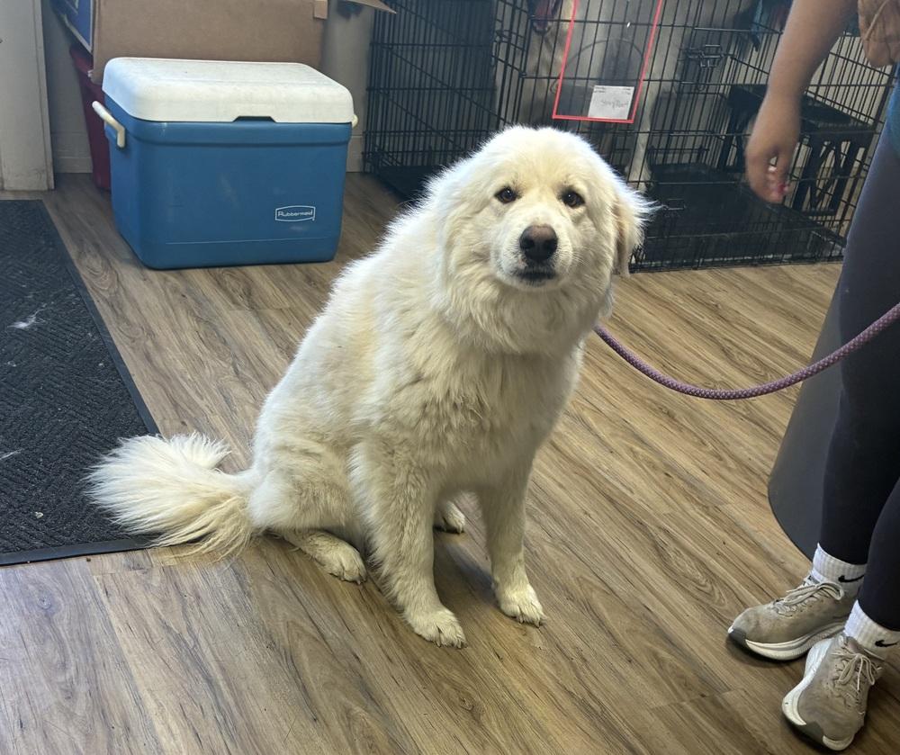 Demi, a Adopted mixed breed in Fremont, NE image 3/3