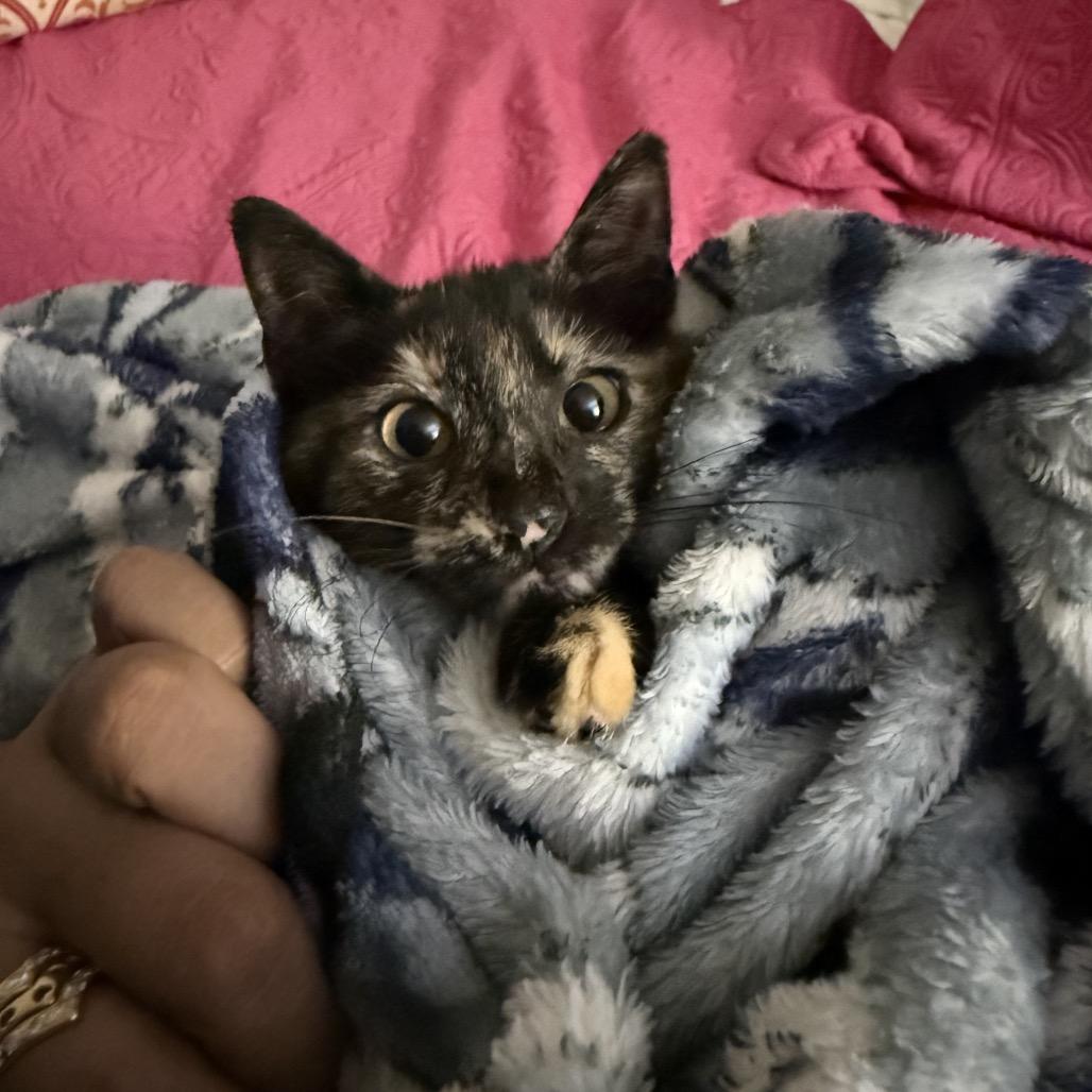 Artemis, Adoptable, Kitten Female Domestic Short Hair.