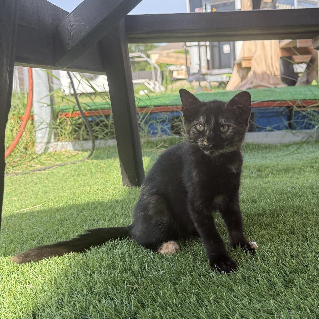 Artemis, a Adoptable Domestic Short Hair in Katy, TX image 2/2