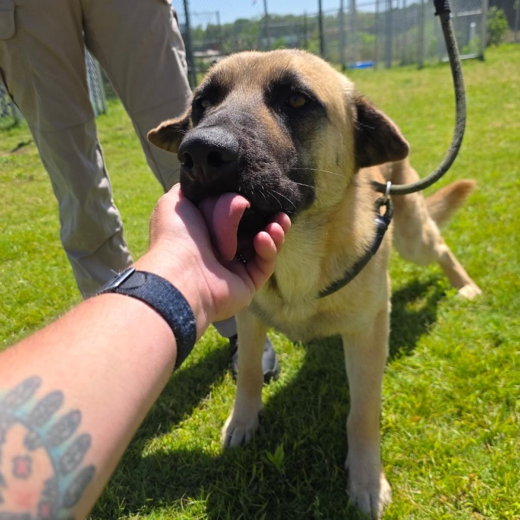 Frodo, Adoptable, Adult Male German Shepherd Dog.