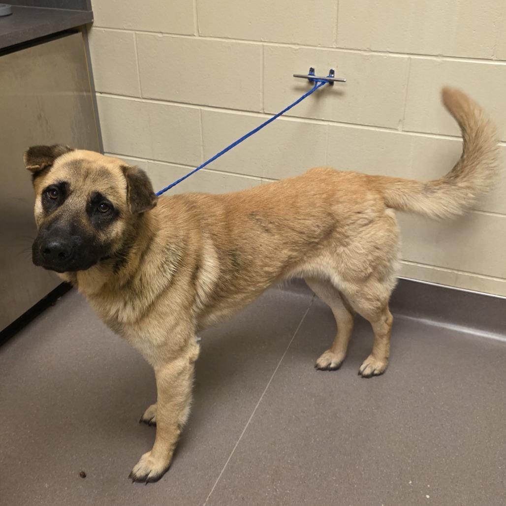 Enlarge Frodo, a Adoptable German Shepherd Dog in Norman, OK image 2/5