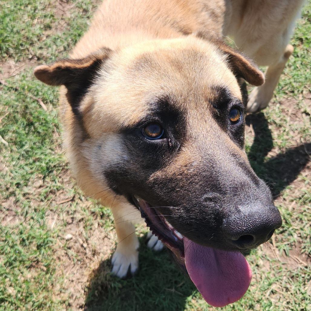 Enlarge Frodo, a Adoptable German Shepherd Dog in Norman, OK image 3/5