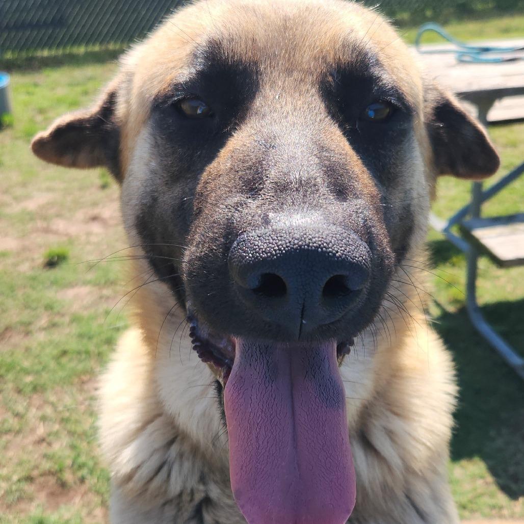 Enlarge Frodo, a Adoptable German Shepherd Dog in Norman, OK image 4/5