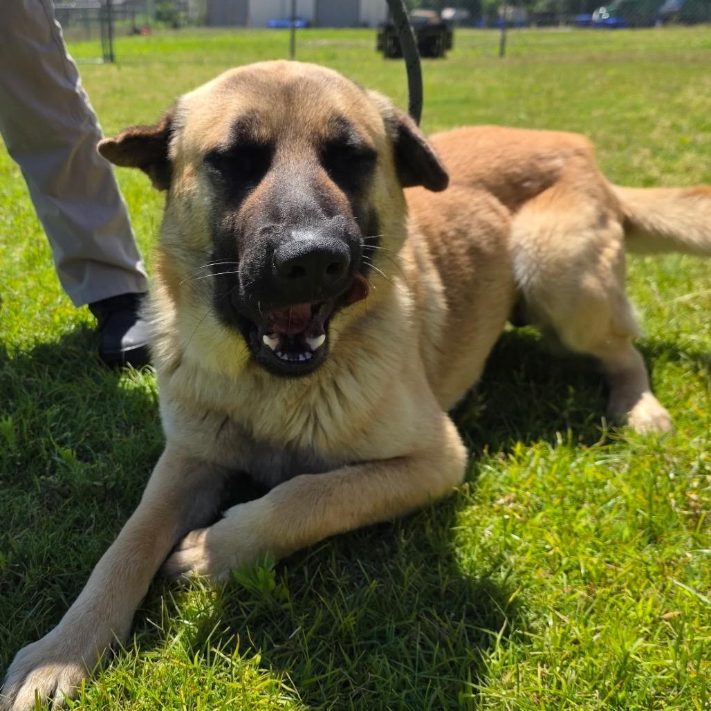Enlarge Frodo, a Adoptable German Shepherd Dog in Norman, OK image 5/5