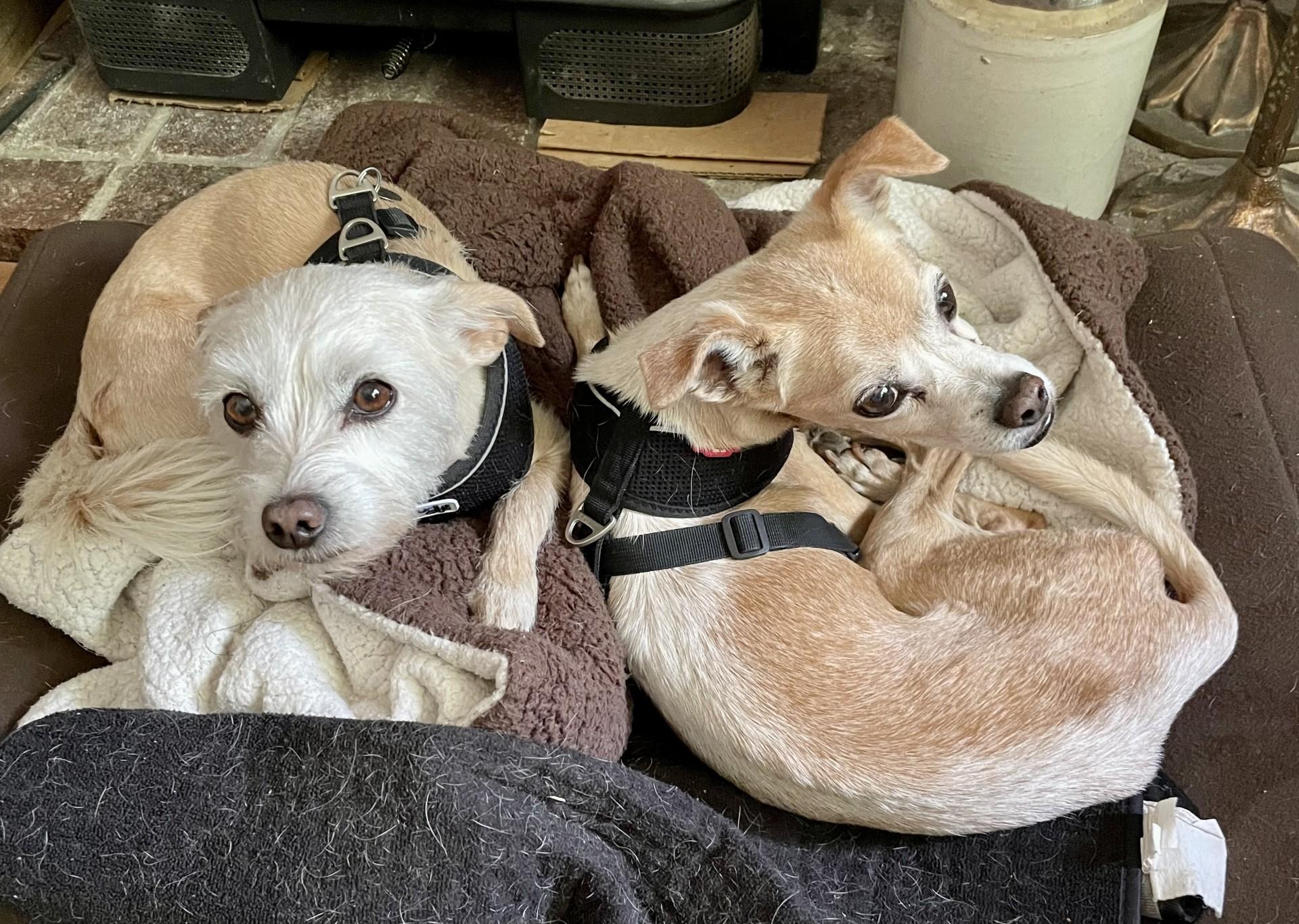 Raider and Sassy (bonded pair), Adoptable, Senior Female Terrier.