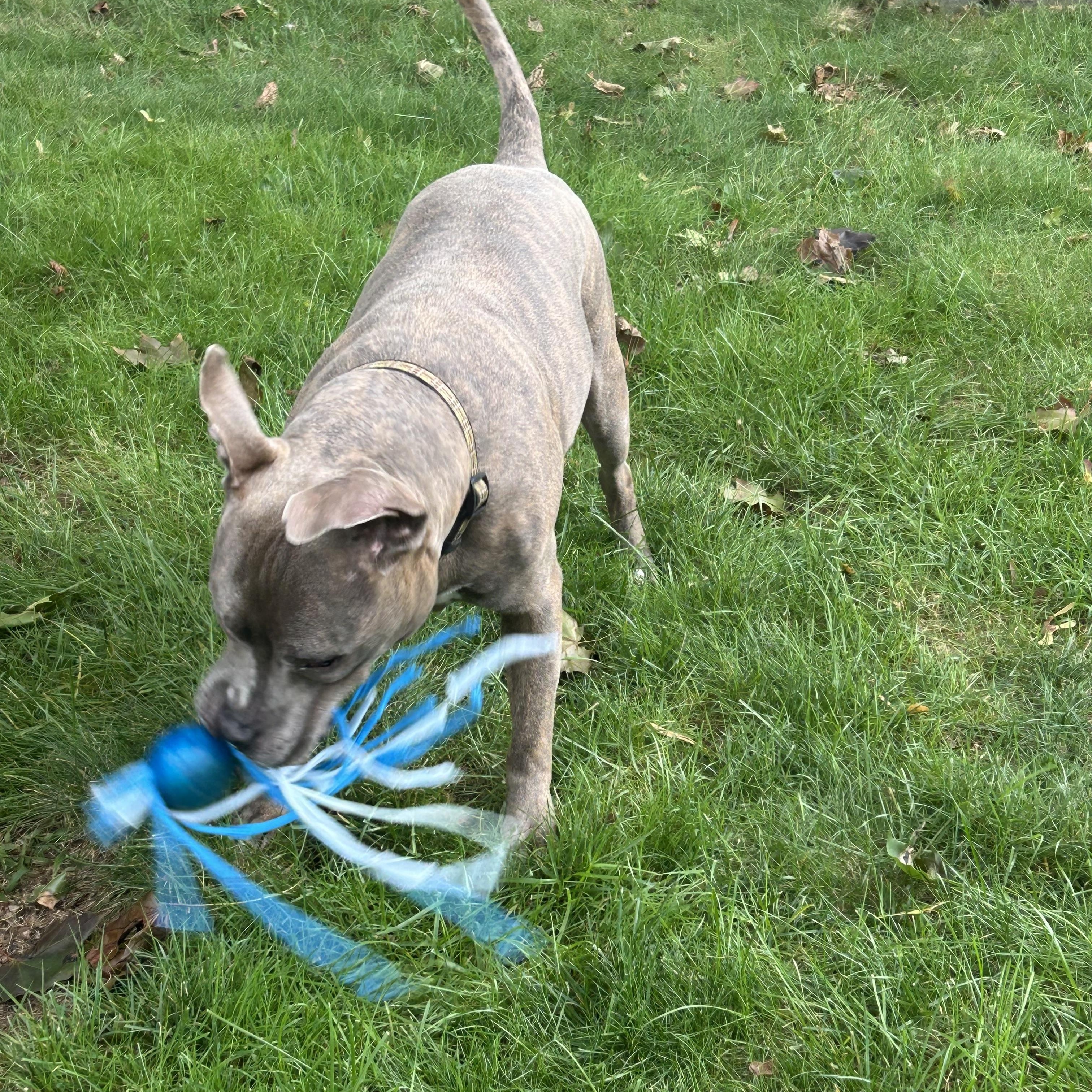 Enlarge REMY, a Adopted mixed breed in westport, CT image 4/5
