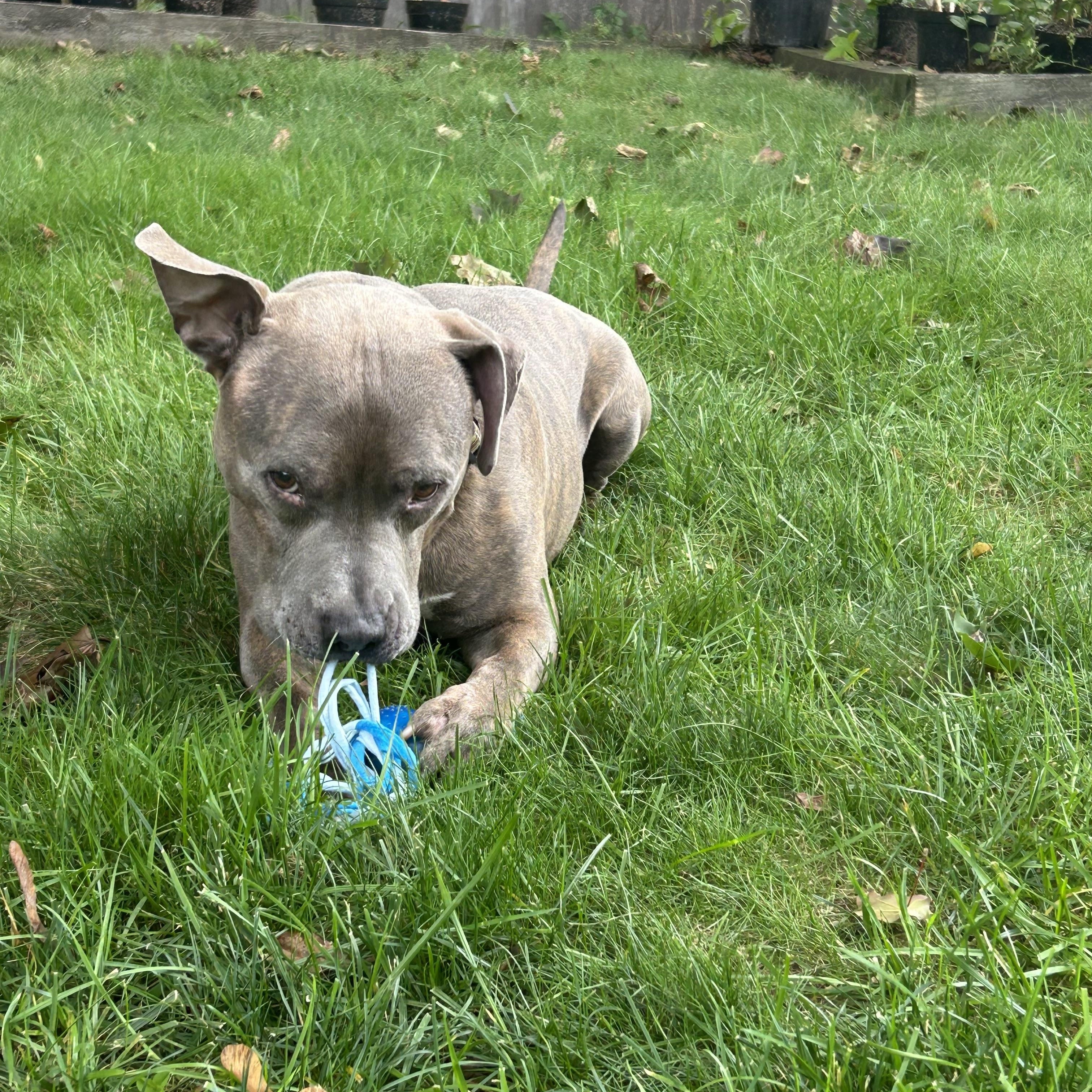 Enlarge REMY, a Adopted mixed breed in westport, CT image 3/5