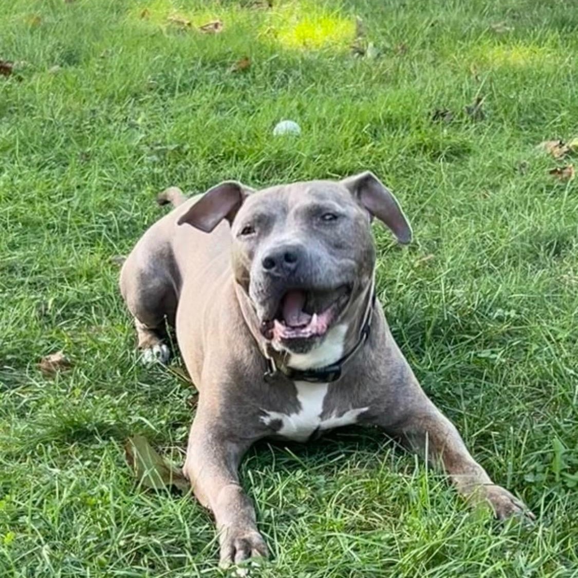 REMY, Adopted, Adult Male Mixed Breed.