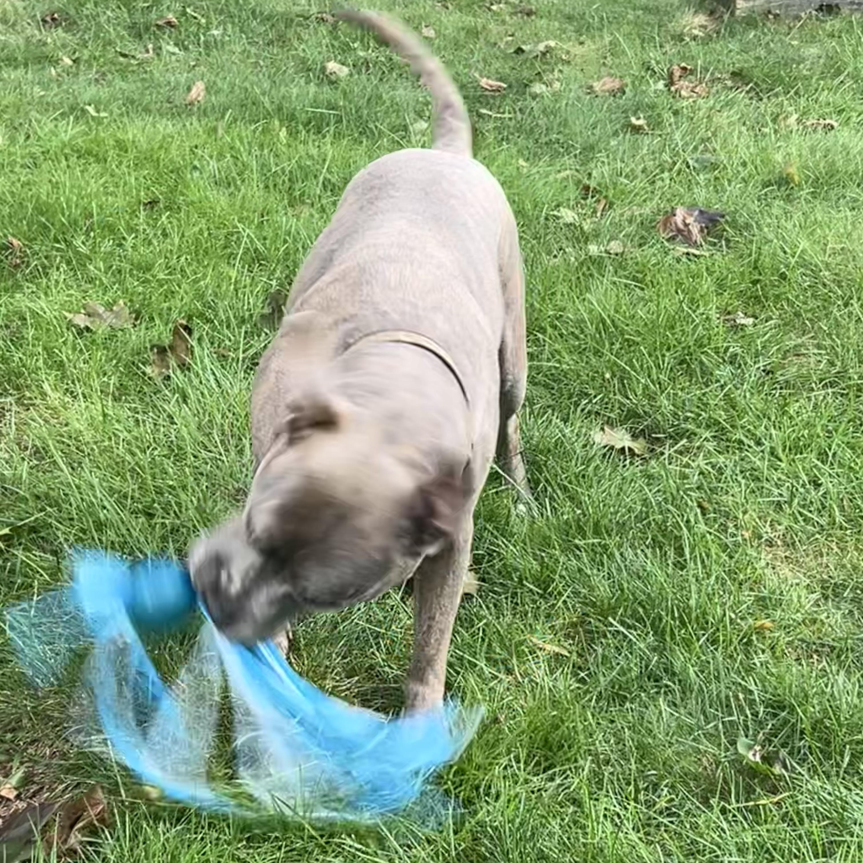 Enlarge REMY, a Adopted mixed breed in westport, CT image 5/5