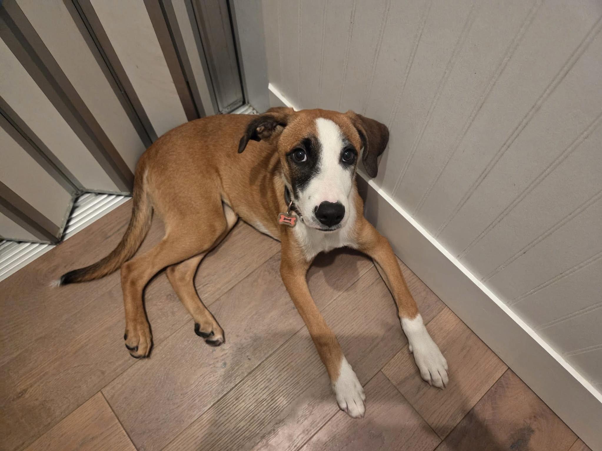 Enlarge Helga, a Adoptable mixed breed in Wando, SC image 3/5