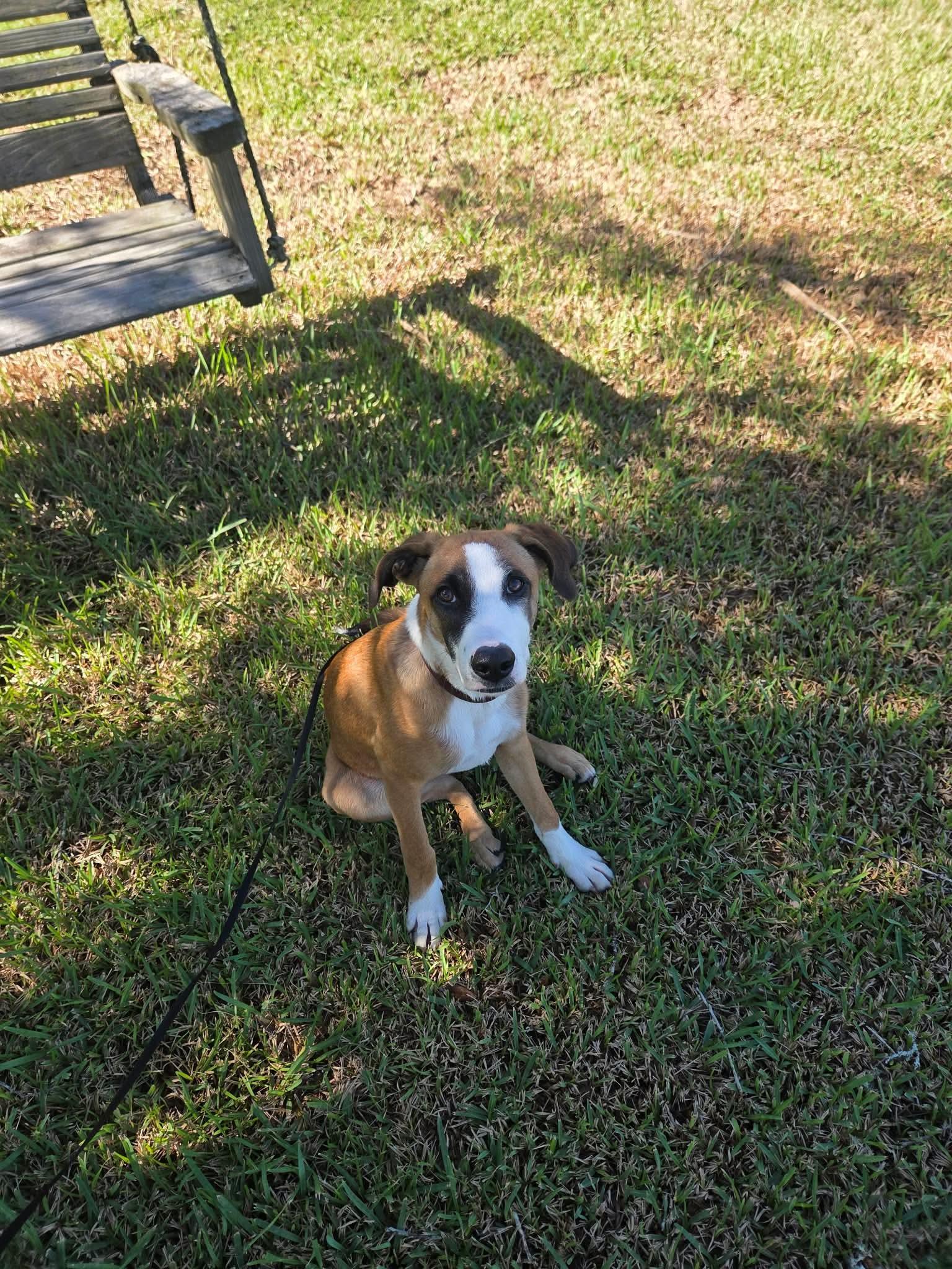 Enlarge Helga, a Adoptable mixed breed in Wando, SC image 4/5