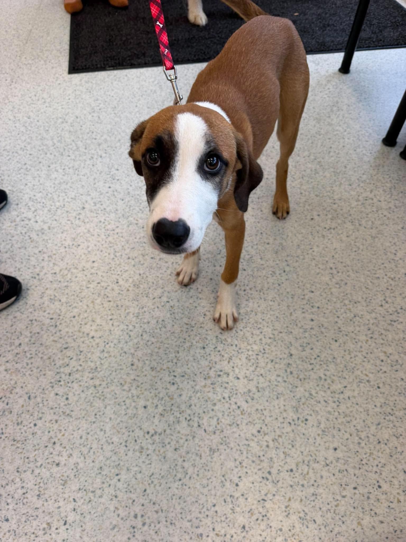 Enlarge Helga, a Adoptable mixed breed in Wando, SC image 2/5