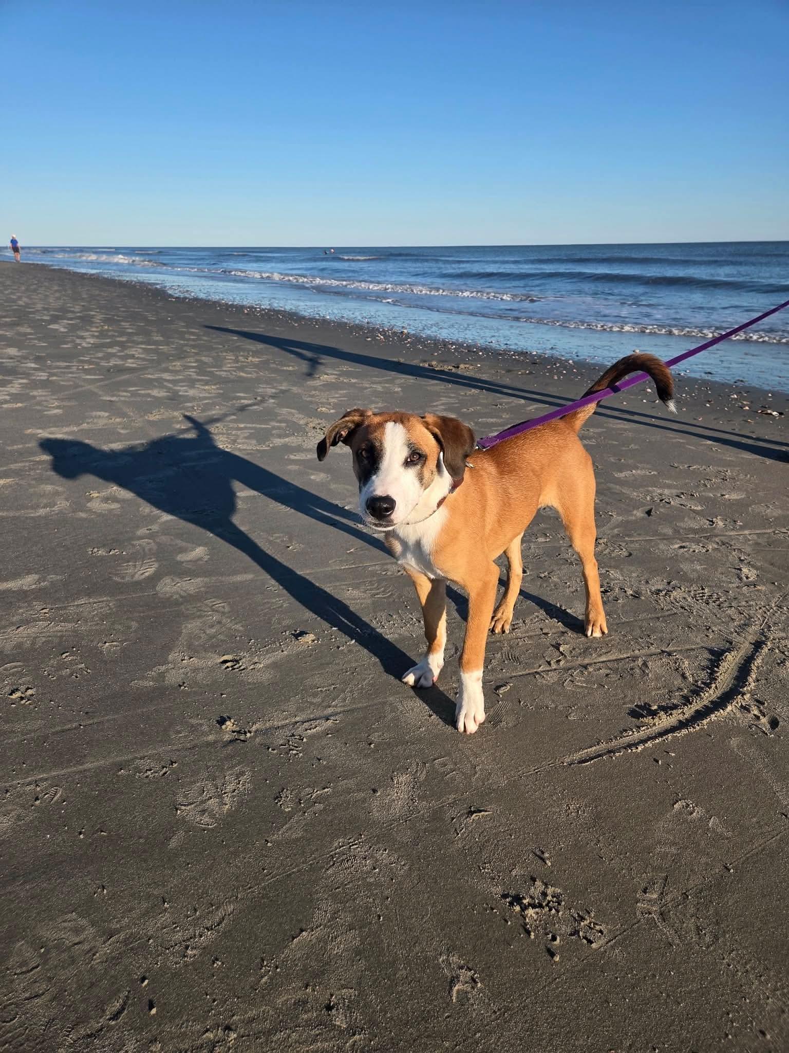 Enlarge Helga, a Adoptable mixed breed in Wando, SC image 5/5