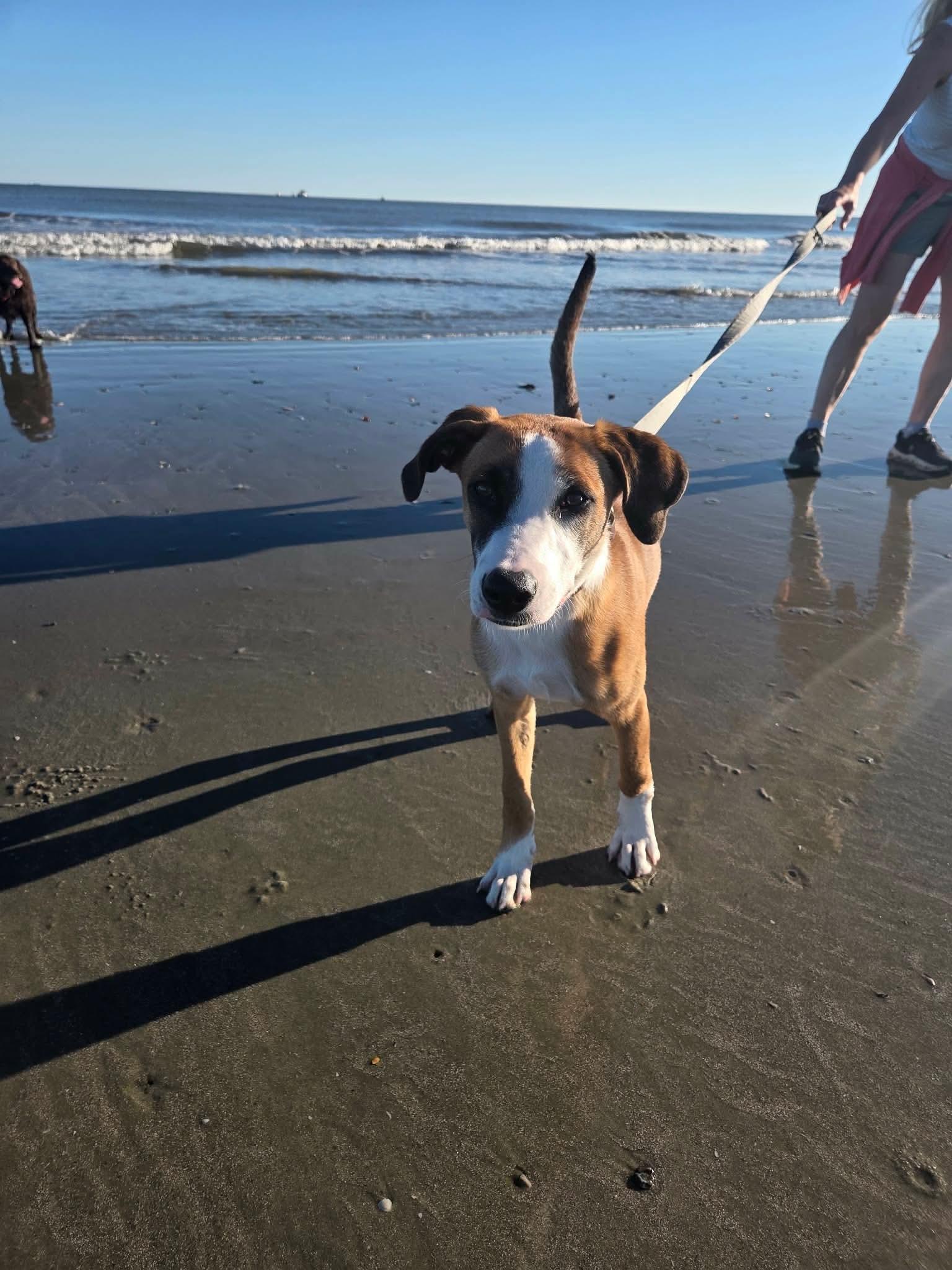 Enlarge Helga, a Adoptable mixed breed in Wando, SC image 1/5