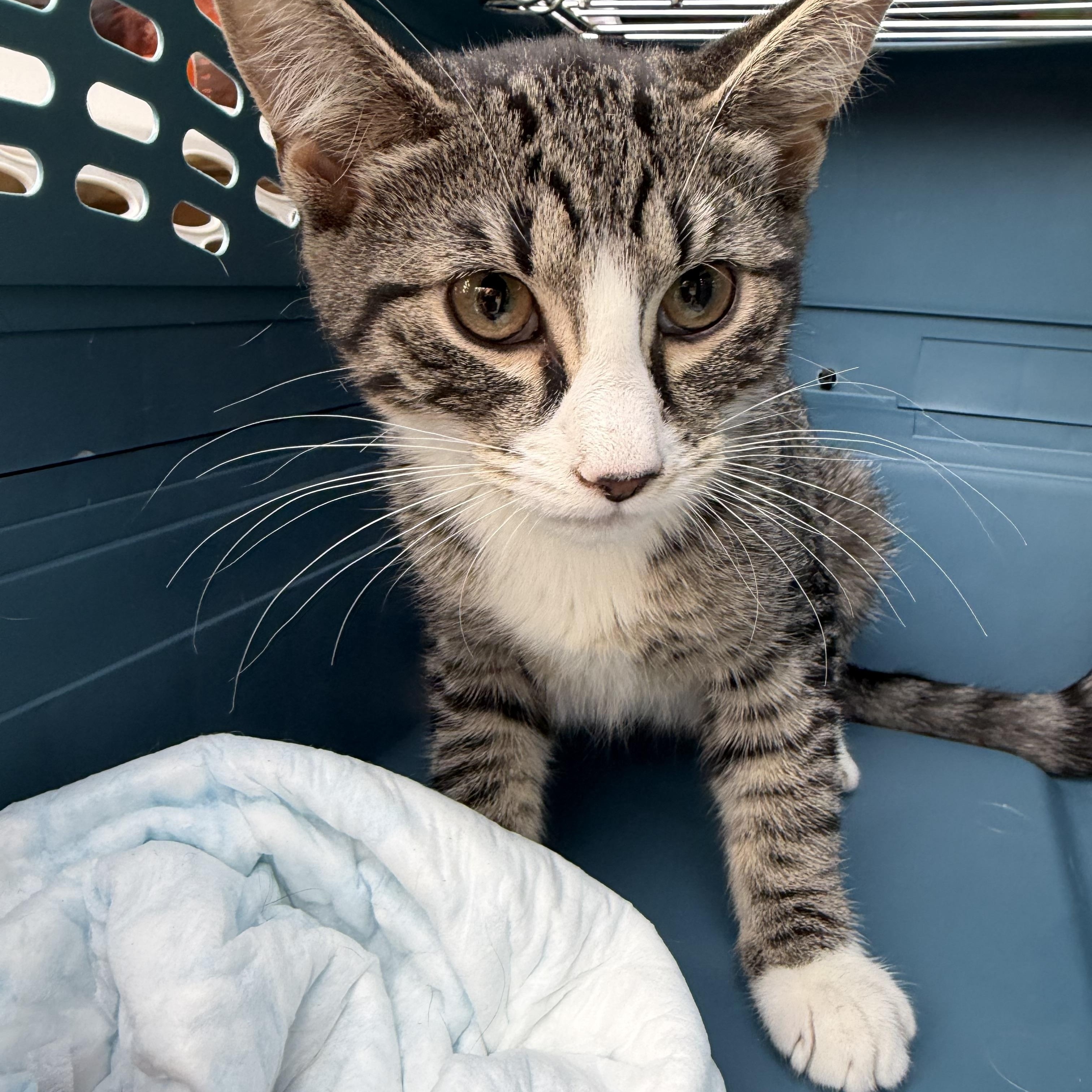 Paisley, adopted, Kitten Female Siamese & Domestic Short Hair.