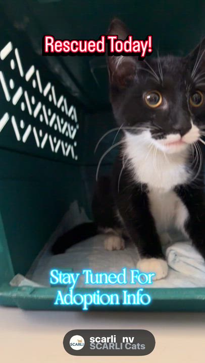 Enlarge Paisley, an adopted mixed breed in Syosset, NY video 2/2