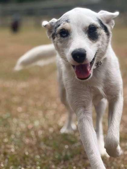 Enlarge Rain, a Adoptable mixed breed in Southern Pines, NC image 1/3