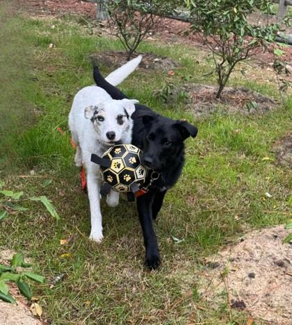 Enlarge Rain, a Adoptable mixed breed in Southern Pines, NC image 2/3
