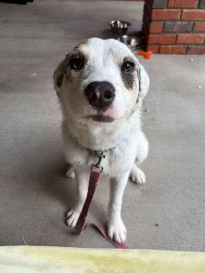 Enlarge Rain, a Adoptable mixed breed in Southern Pines, NC image 3/3
