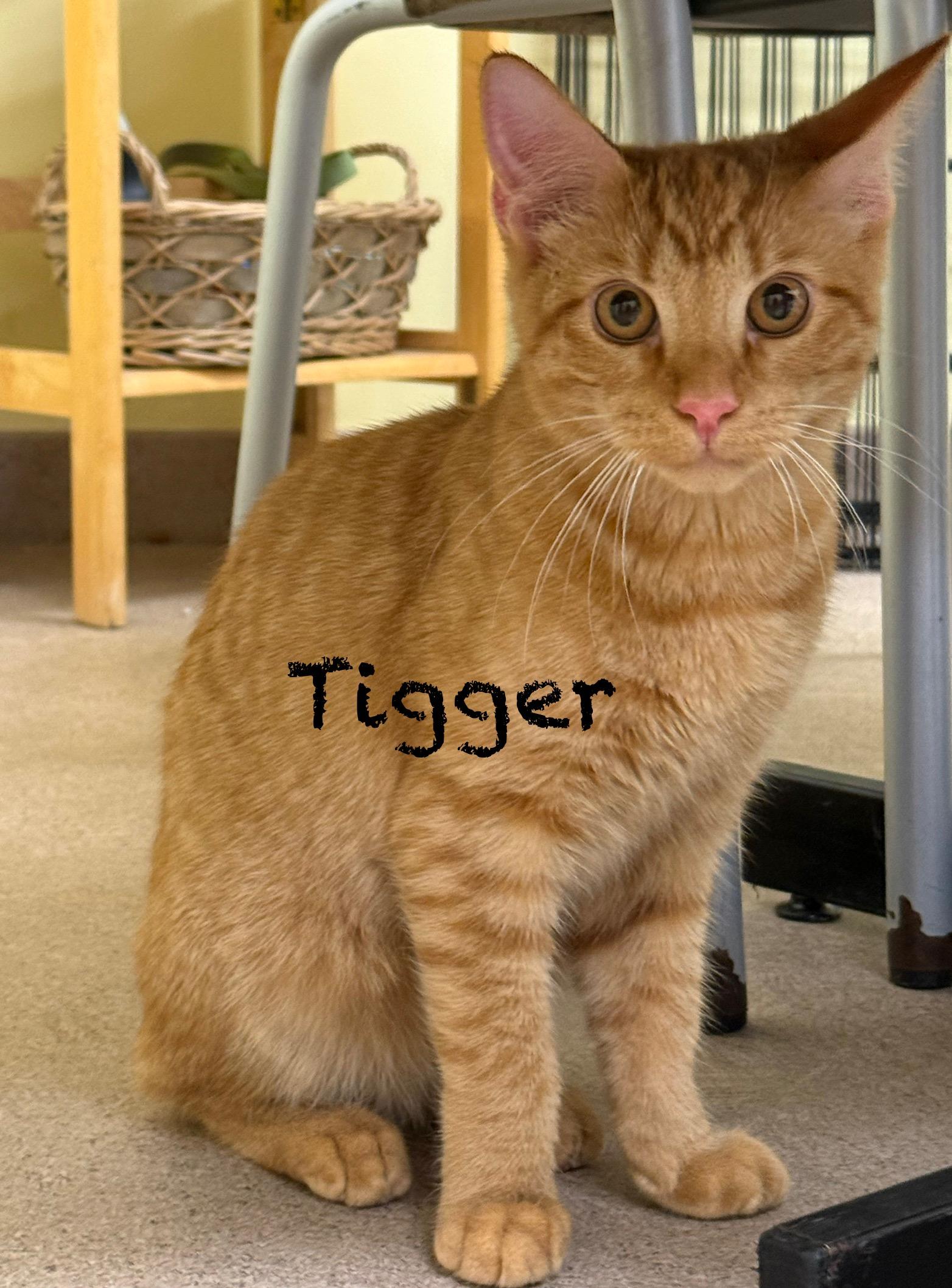 Tigger
