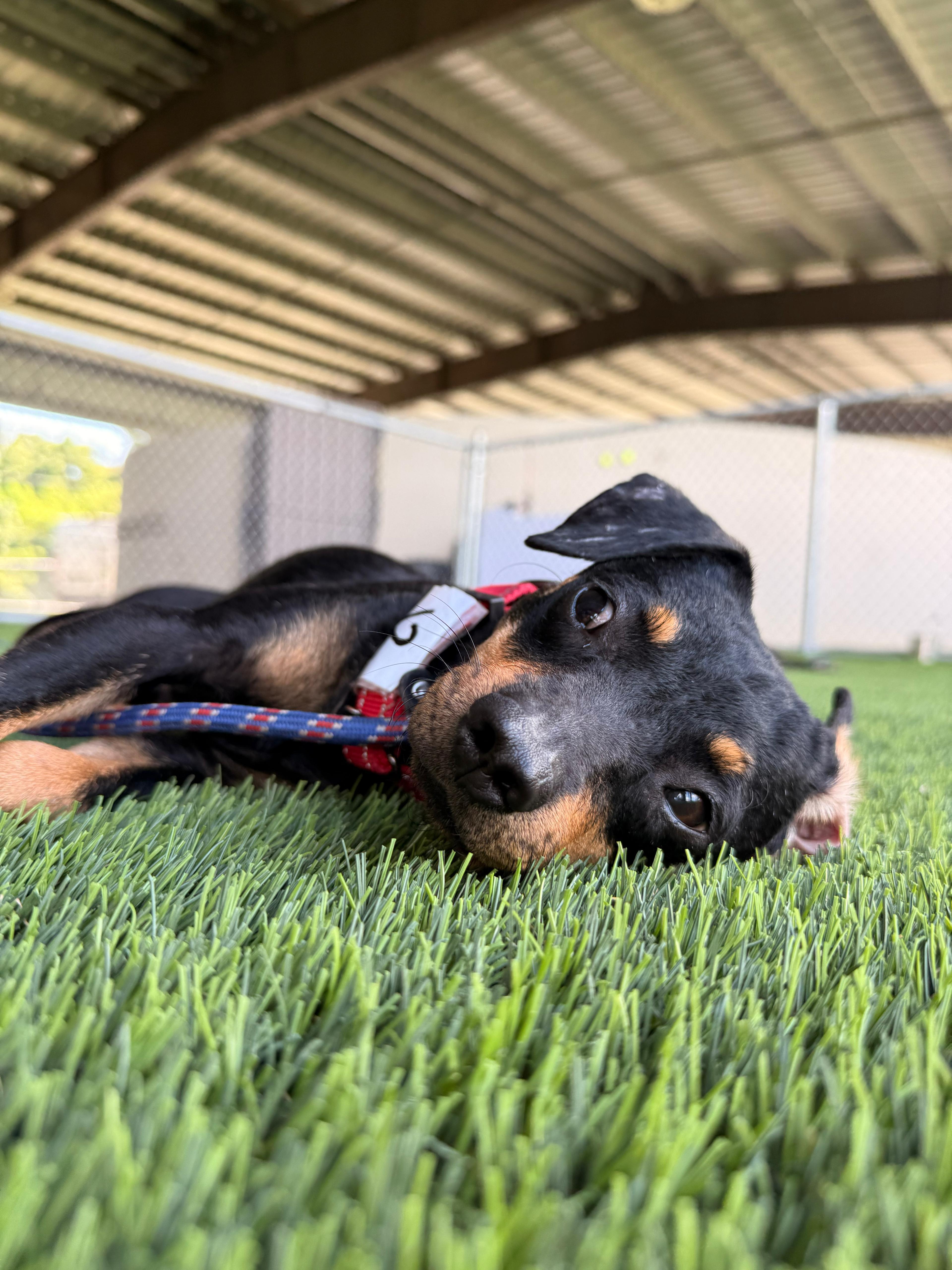 Bear, a Adoptable mixed breed in Egg Harbor Township, NJ image 2/6