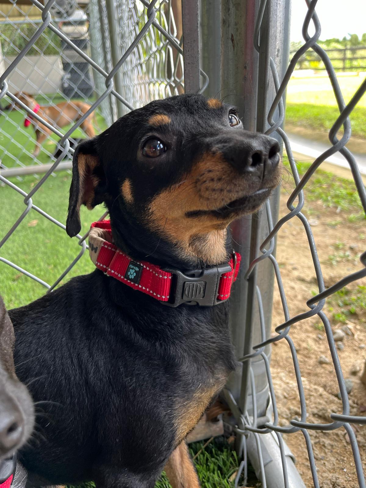 Bear, a Adoptable mixed breed in Egg Harbor Township, NJ image 6/6