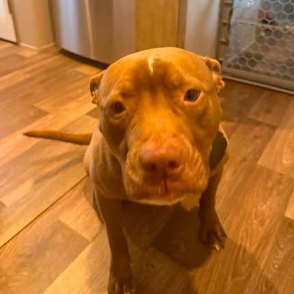 Enlarge Jericho, a Adoptable American Bully in Sanford, NC image 4/6