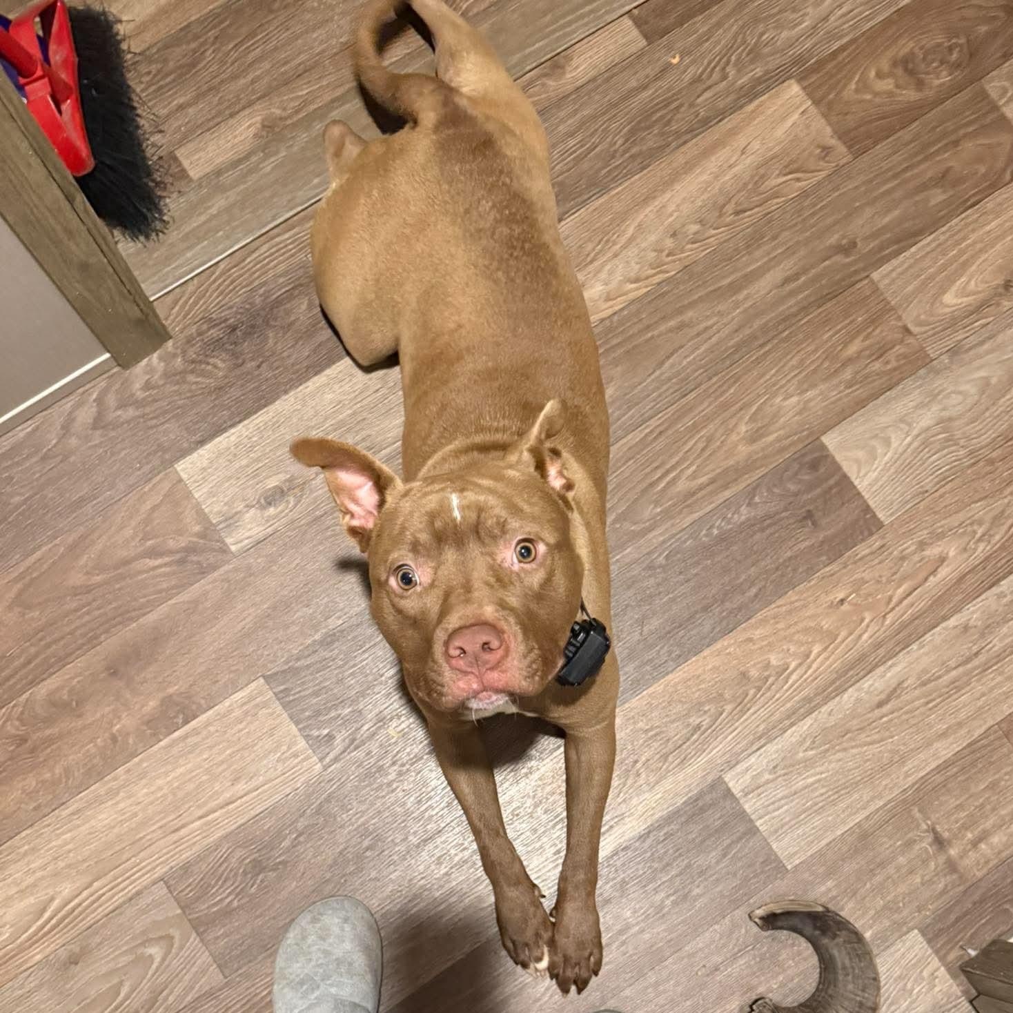 Enlarge Jericho, a Adoptable American Bully in Sanford, NC image 5/6