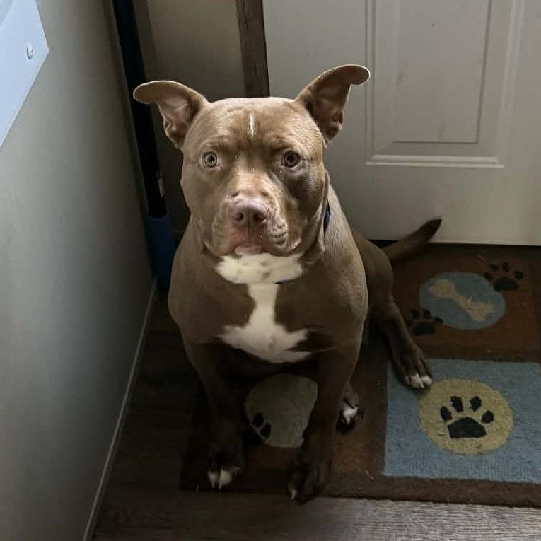 Jericho, Adoptable, Young Male American Bully.