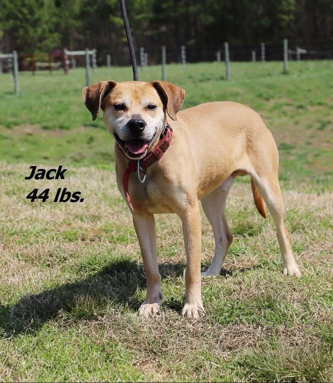 Jack, Adoptable, Young Male Mixed Breed.