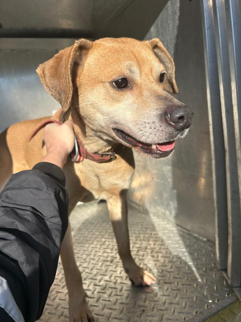 Enlarge Jack, a Adoptable mixed breed in Oxford, NC image 2/2