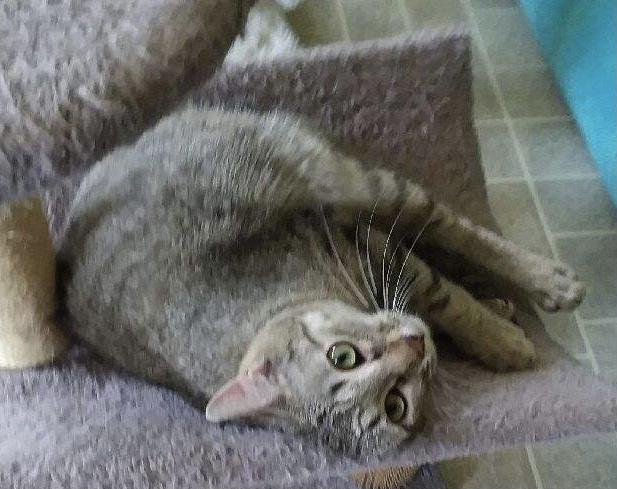 Tiggs, Adoptable, Young Male Domestic Short Hair.