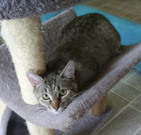 Tiggs, a Adoptable Domestic Short Hair in Sparta, WI image 2/3