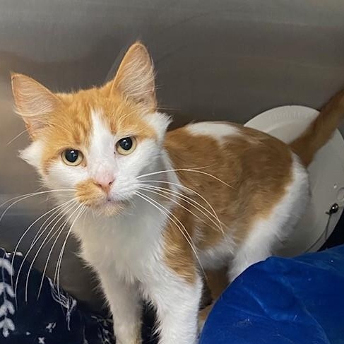 Himsberry, Adoptable, Young Male Domestic Medium Hair.