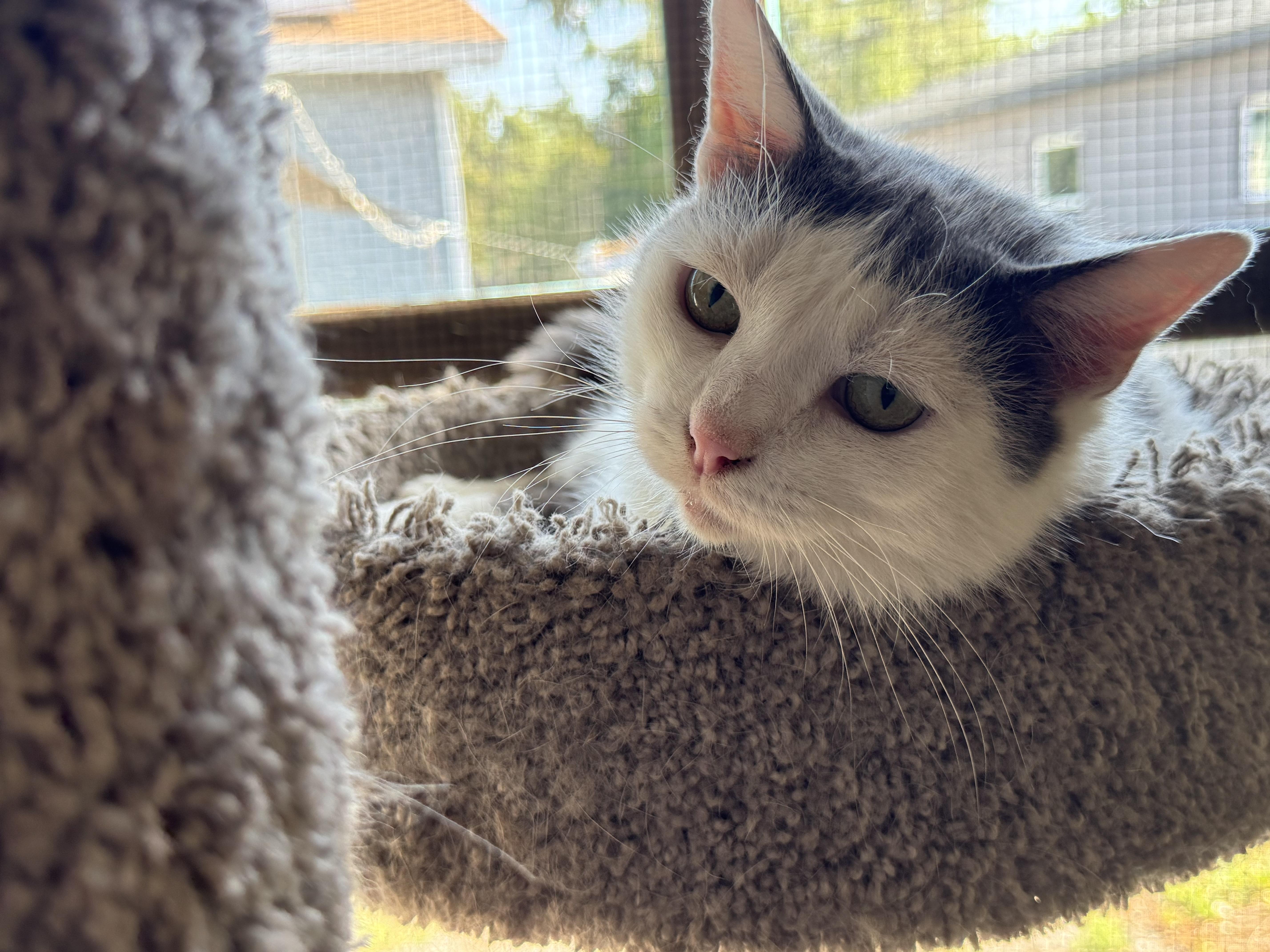 Lily, Adoptable, Adult Female Domestic Medium Hair.