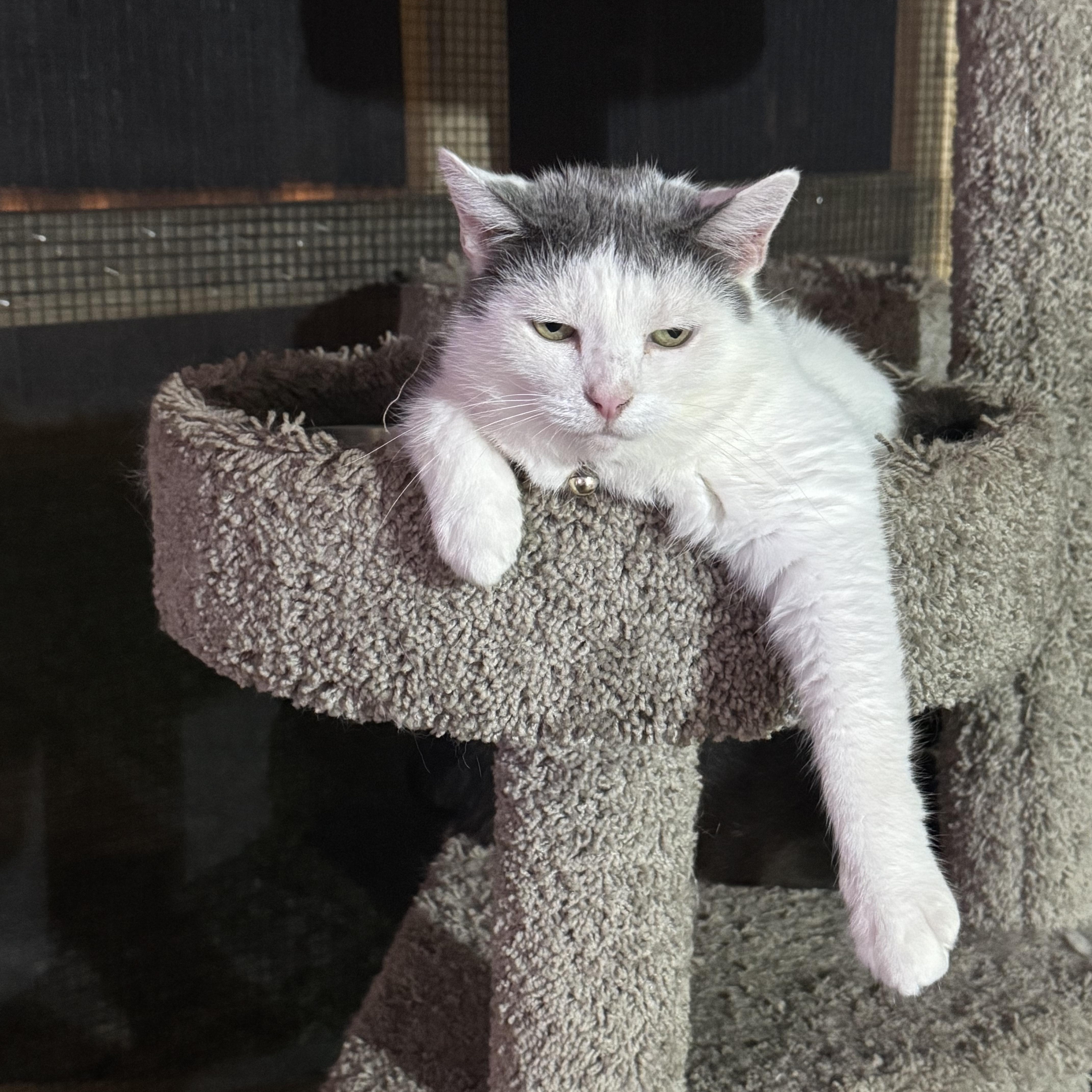 Enlarge Lily, a Adoptable Domestic Medium Hair in largo, FL image 2/3