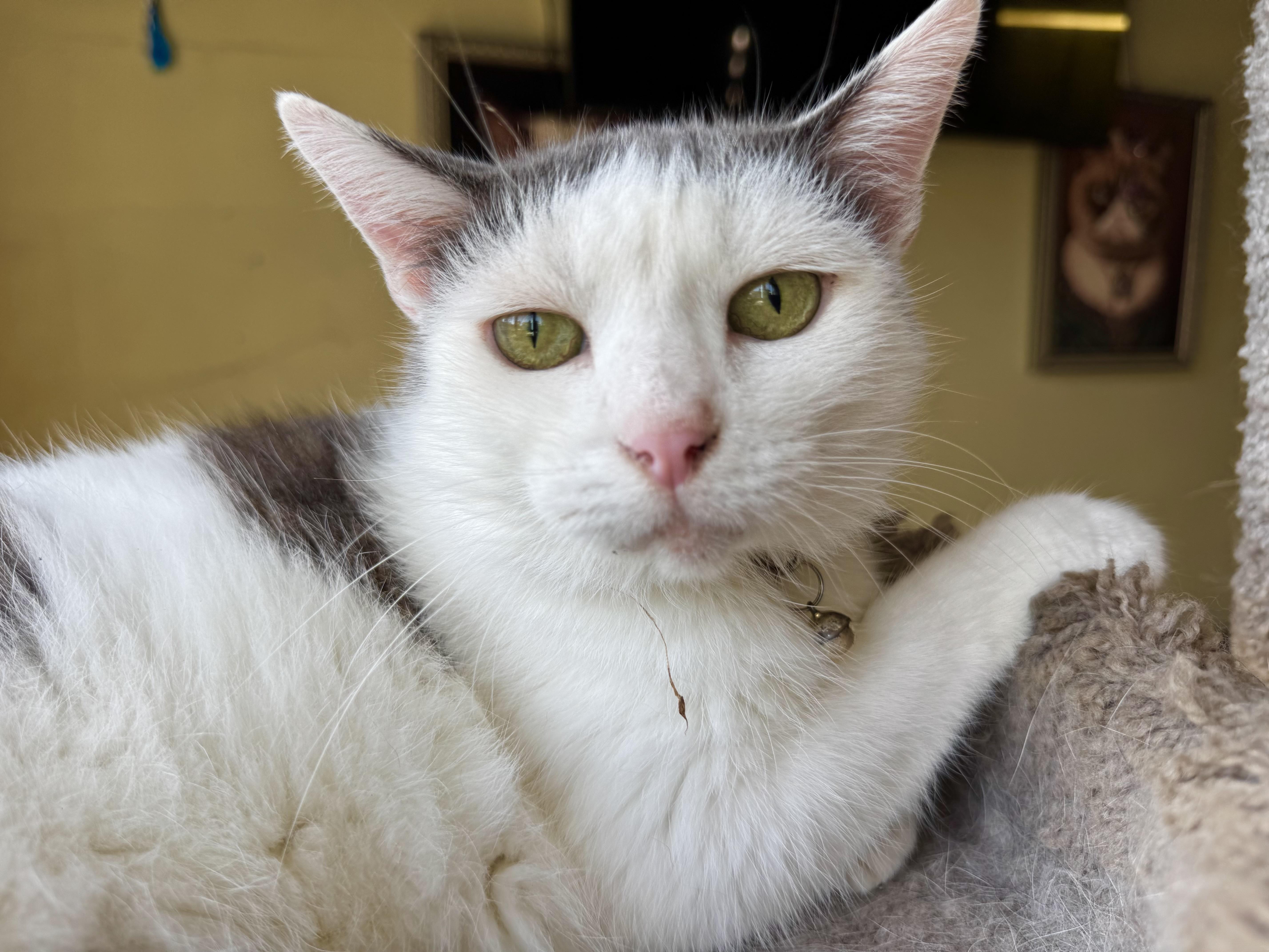 Enlarge Lily, a Adoptable Domestic Medium Hair in largo, FL image 3/3