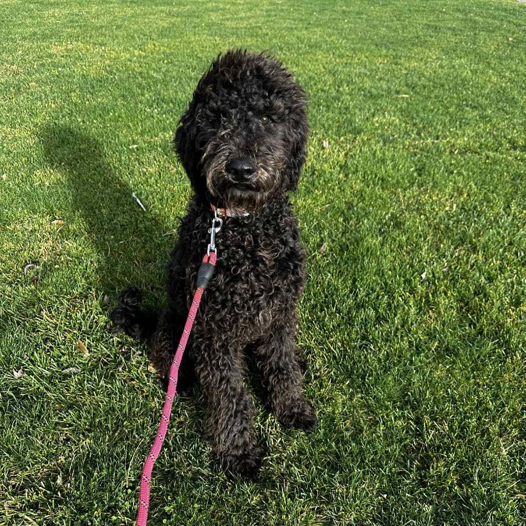 Rocky, Adoptable, Puppy Male Chocolate Labrador Retriever & Poodle.