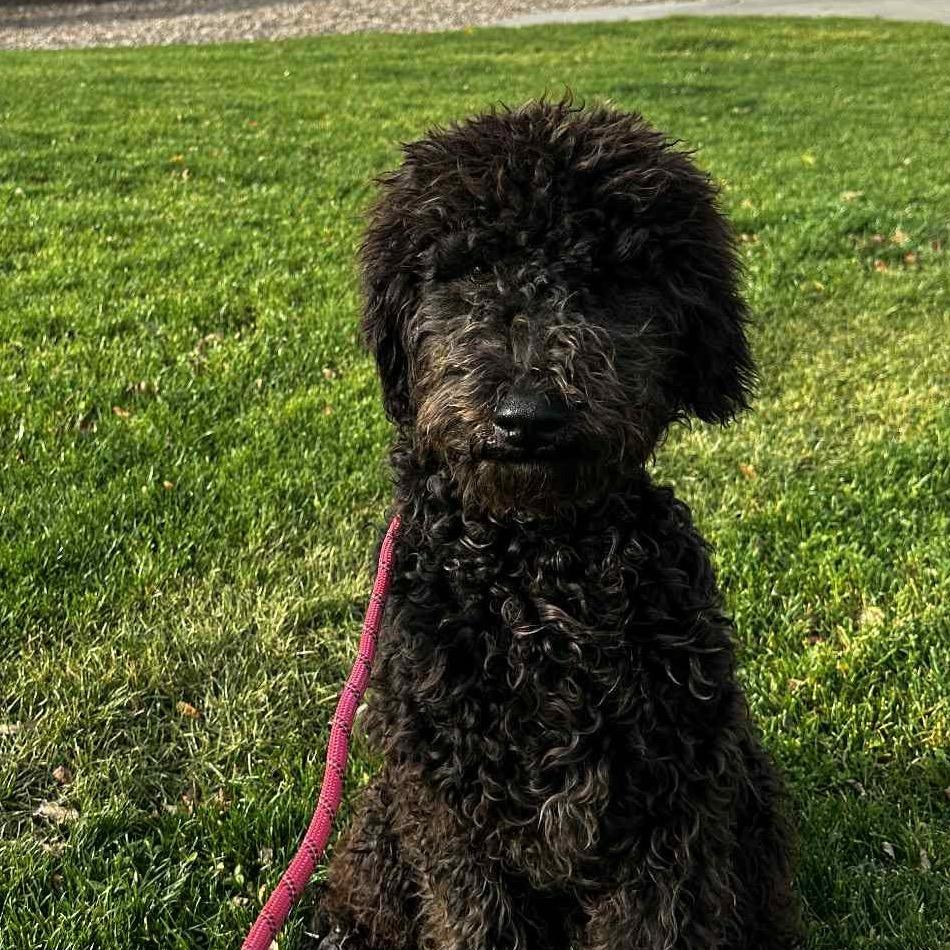 Enlarge Rocky, a Adoptable mixed breed in West Richland, WA image 2/3