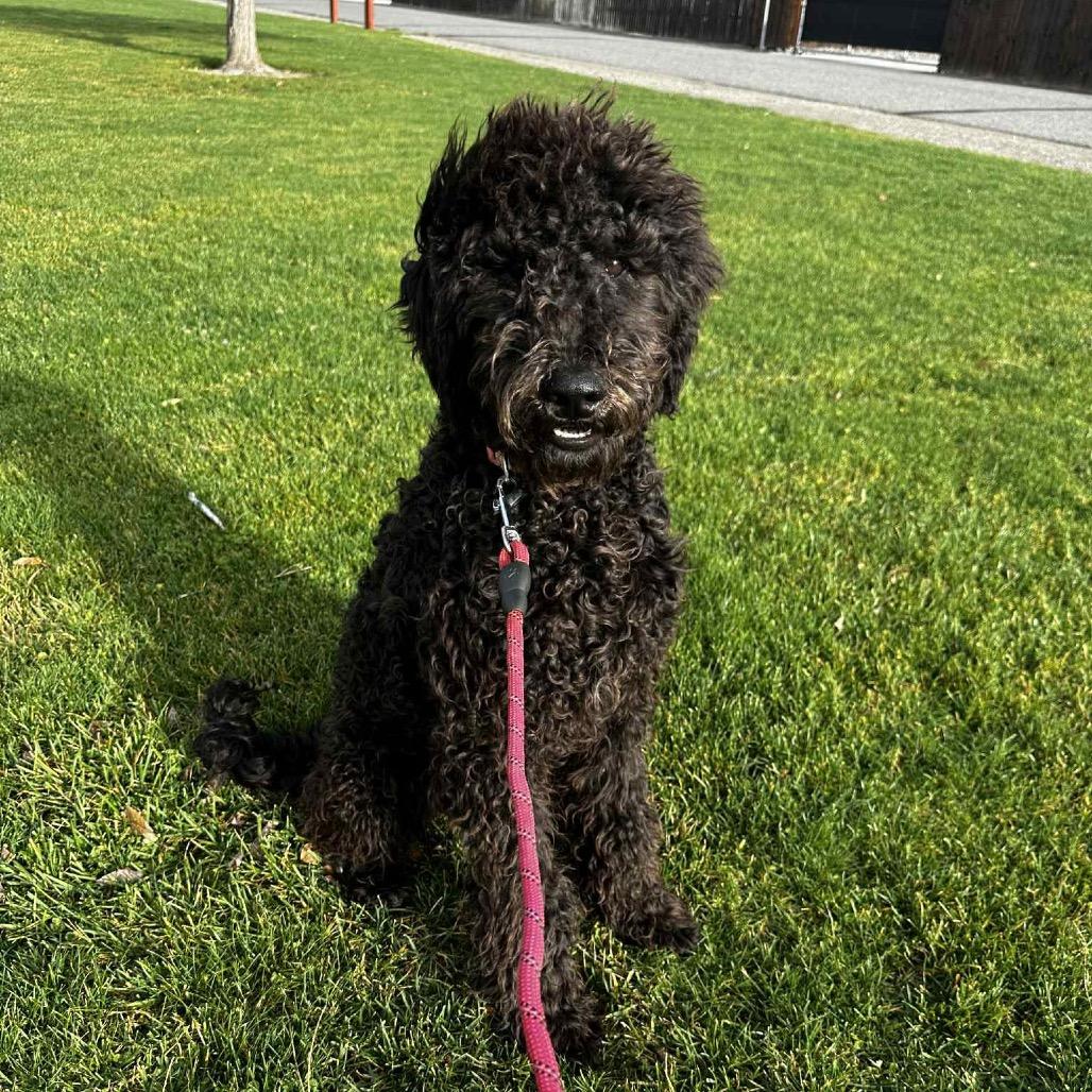 Enlarge Rocky, a Adoptable mixed breed in West Richland, WA image 3/3